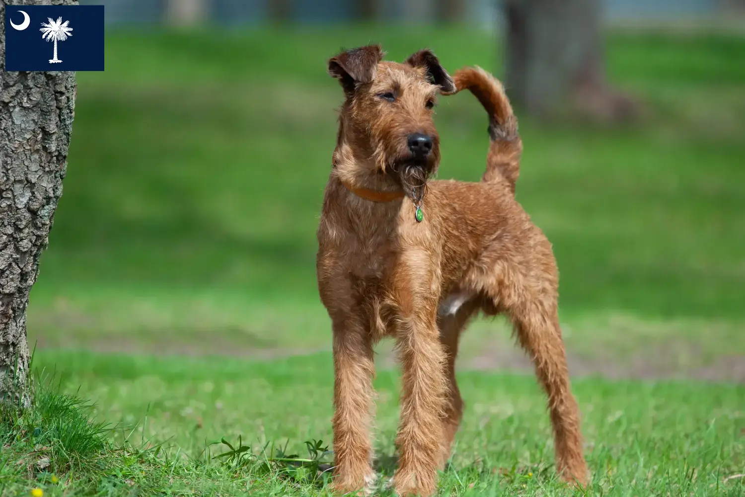 Read more about the article Irish Terrier breeders and puppies in South Carolina
