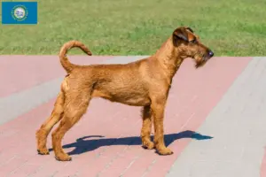Read more about the article Irish Terrier Breeders and Puppies in South Dakota