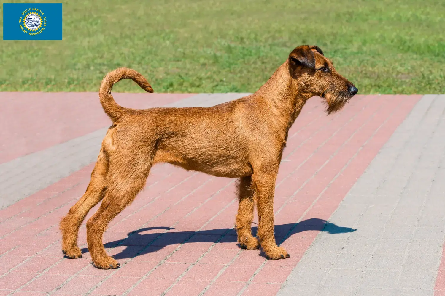 Irish Terrier puppies and breeders South Dakota Find Irish Terrier breeders in South Dakota.