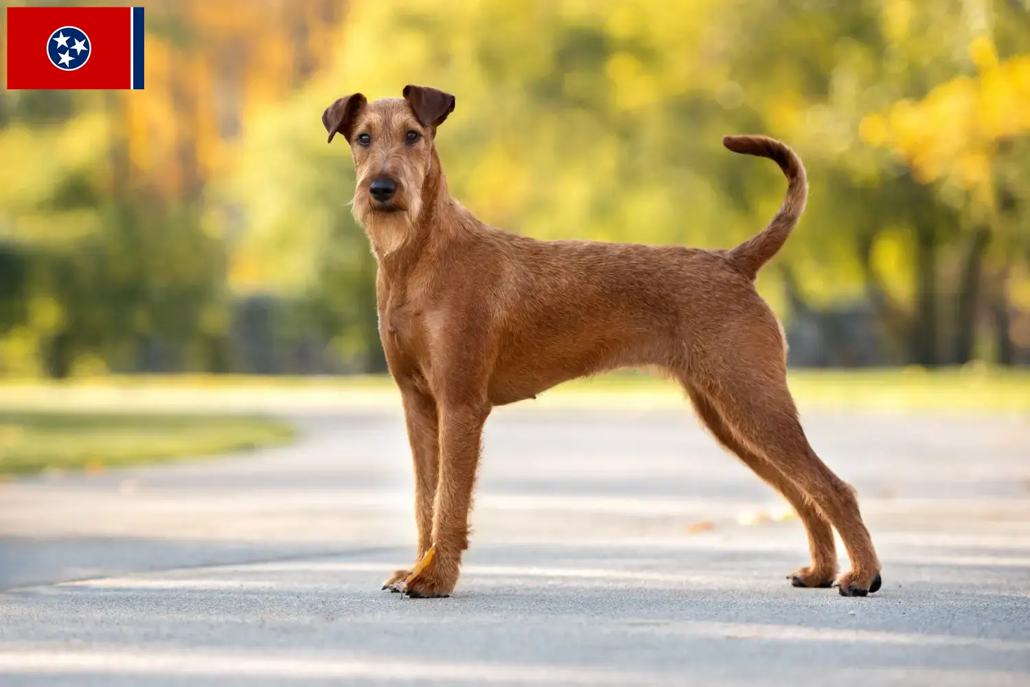 Irish Terrier puppies and breeder Tennessee Find Irish Terrier breeders in Tennessee.
