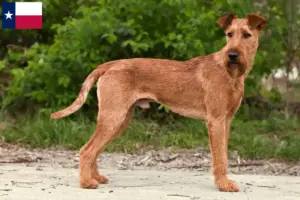 Read more about the article Irish Terrier breeders and puppies in Texas