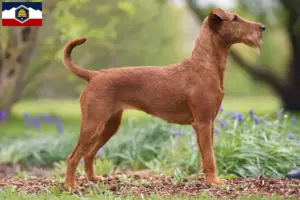 Read more about the article Irish Terrier breeders and puppies in Utah