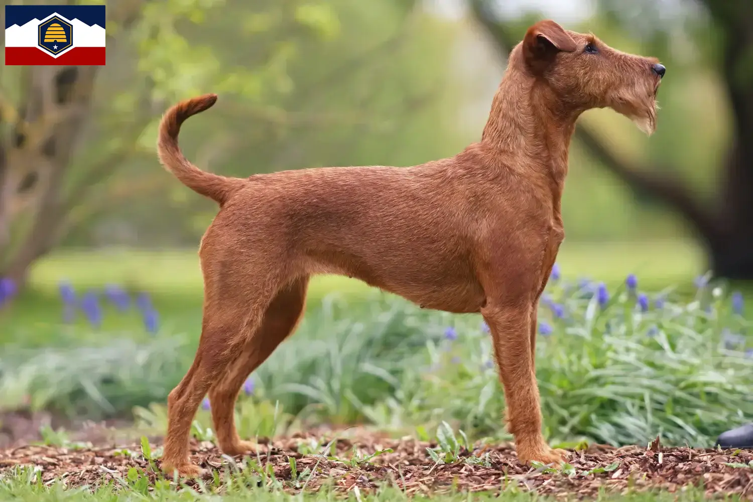 Read more about the article Irish Terrier breeders and puppies in Utah