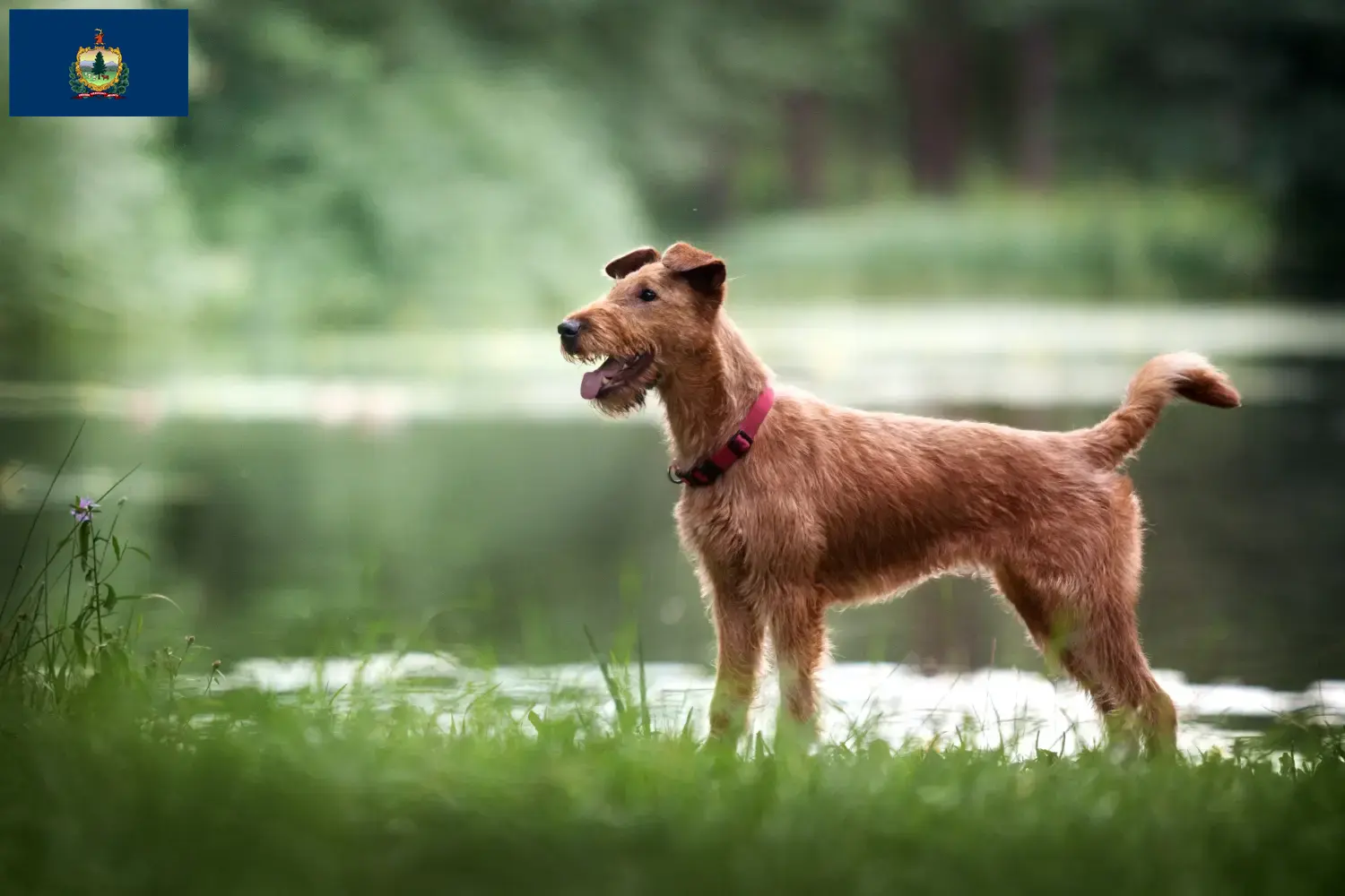 Read more about the article Irish Terrier breeders and puppies in Vermont