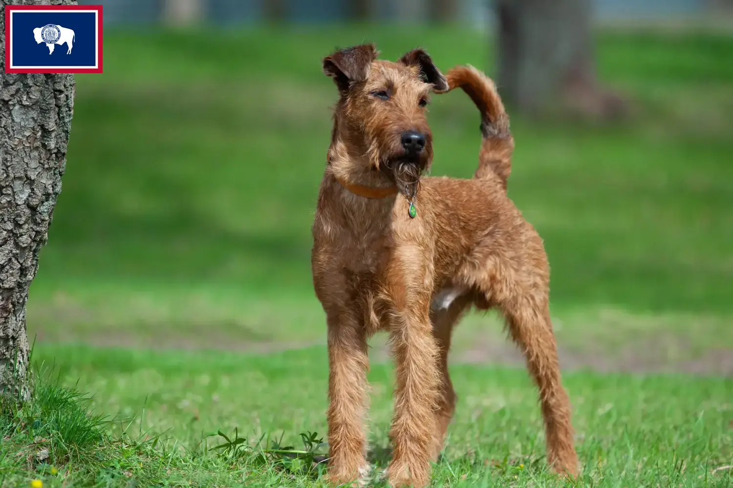 Read more about the article Irish Terrier breeders and puppies in Wyoming