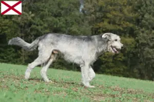 Read more about the article Irish Wolfhound breeders and puppies in Alabama