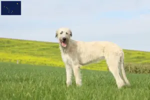 Read more about the article Irish Wolfhound breeders and puppies in Alaska