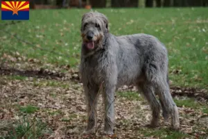 Read more about the article Irish Wolfhound breeders and puppies in Arizona