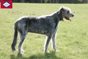 Read more about the article Irish Wolfhound breeders and puppies in Arkansas