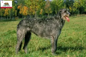 Read more about the article Irish Wolfhound breeders and puppies in California