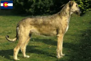 Read more about the article Irish Wolfhound breeders and puppies in Colorado