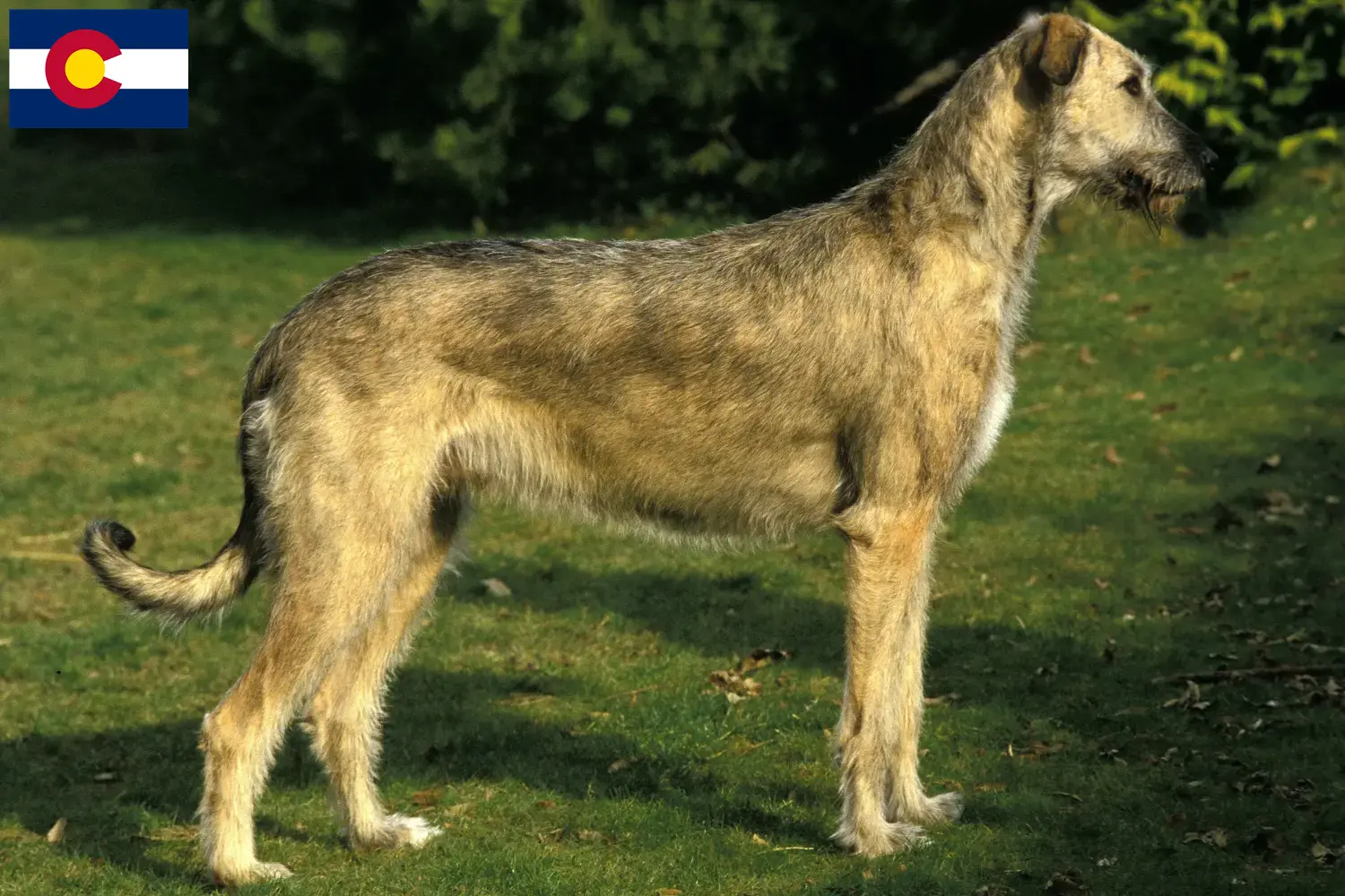 Irish Wolfhound puppies and breeders Colorado Find Irish Wolfhounds breeders in Colorado.
