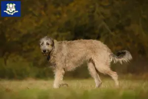 Read more about the article Irish Wolfhound breeders and puppies in Connecticut