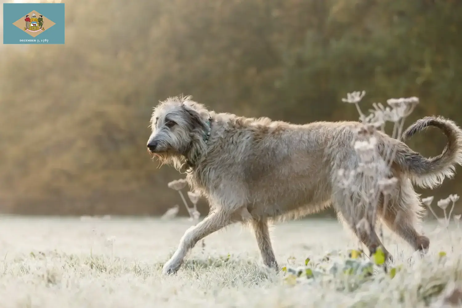 Irish Wolfhound puppies and breeders Delaware Find Irish Wolfhounds breeders in Delaware.