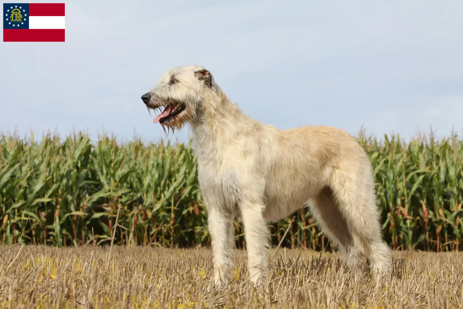 Irish Wolfhound puppies and breeders Georgia Find Irish Wolfhounds breeders in Georgia.