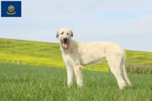 Read more about the article Irish Wolfhound breeders and puppies in Idaho