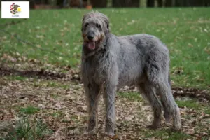 Read more about the article Irish Wolfhound breeders and puppies in Illinois