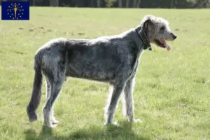 Read more about the article Irish Wolfhound breeders and puppies in Indiana