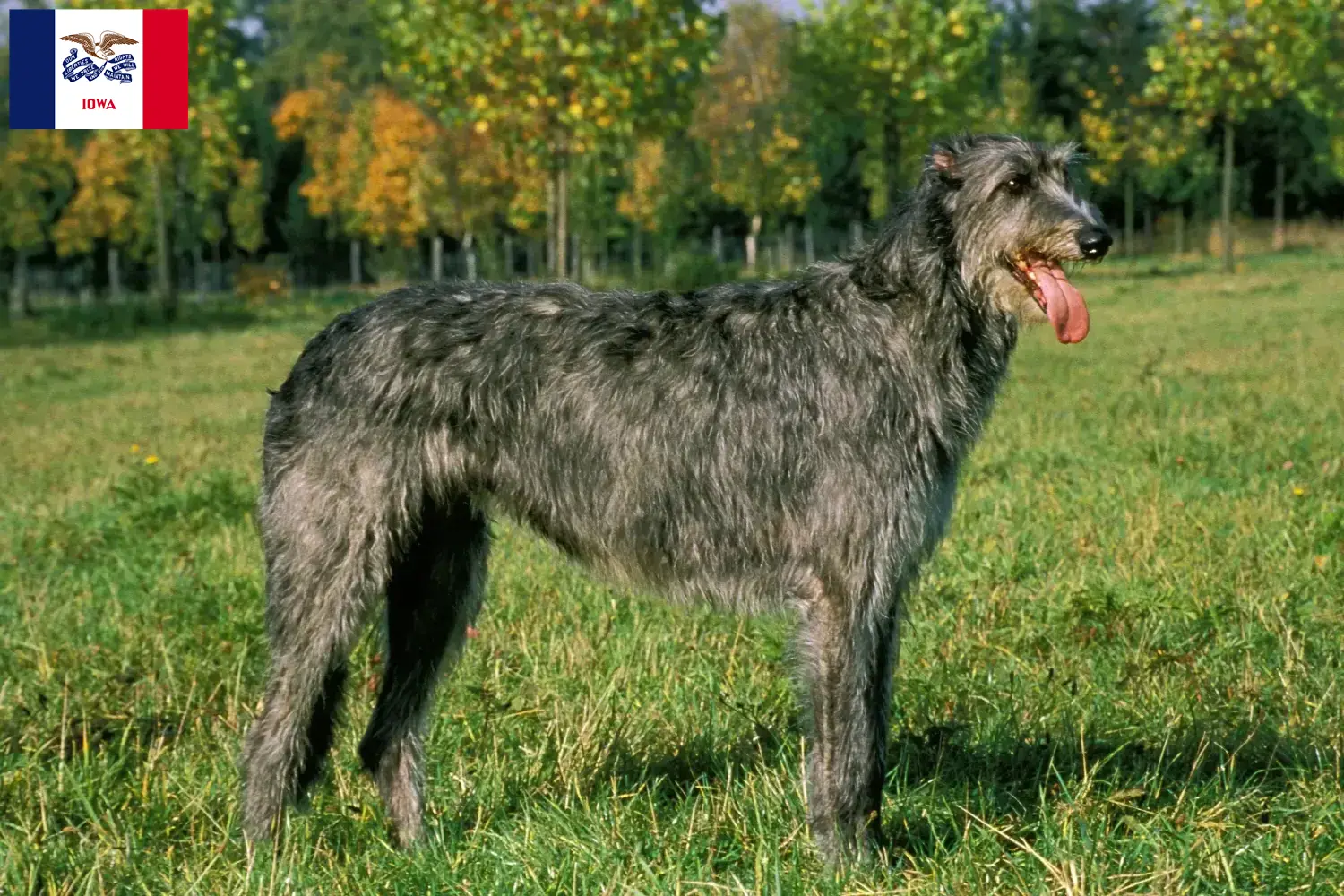 Irish Wolfhound puppies and breeders Iowa Find Irish Wolfhounds breeders in Iowa.