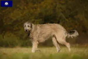 Read more about the article Irish Wolfhound breeders and puppies in Kentucky