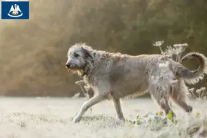 Read more about the article Irish Wolfhound breeders and puppies in Louisiana