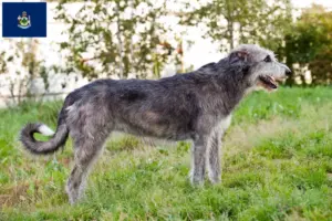 Read more about the article Irish Wolfhound breeders and puppies in Maine