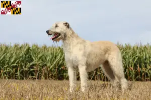 Read more about the article Irish Wolfhound breeders and puppies in Maryland