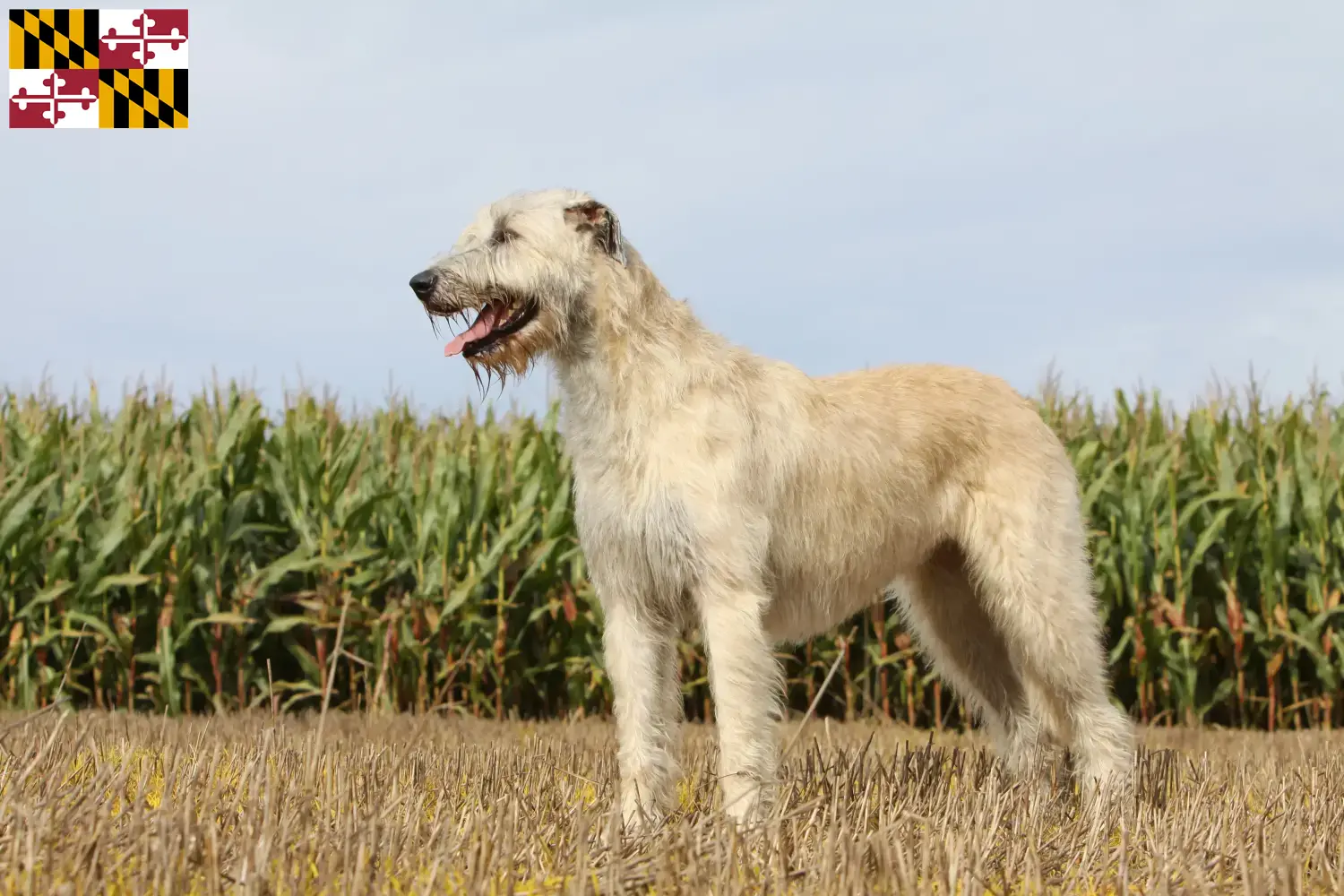 Irish Wolfhound puppies and breeders Maryland Find Irish Wolfhounds breeders in Maryland.