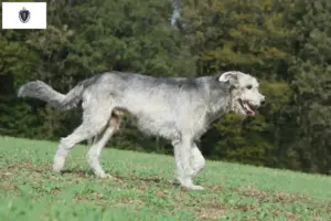 Read more about the article Irish Wolfhound Breeders and Puppies in Massachusetts