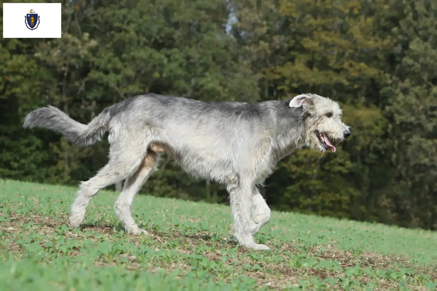 Irish Wolfhound puppies and breeders Massachusetts Find Irish Wolfhounds breeders in Massachusetts.