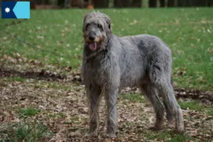 Read more about the article Irish Wolfhound breeders and puppies in Minnesota