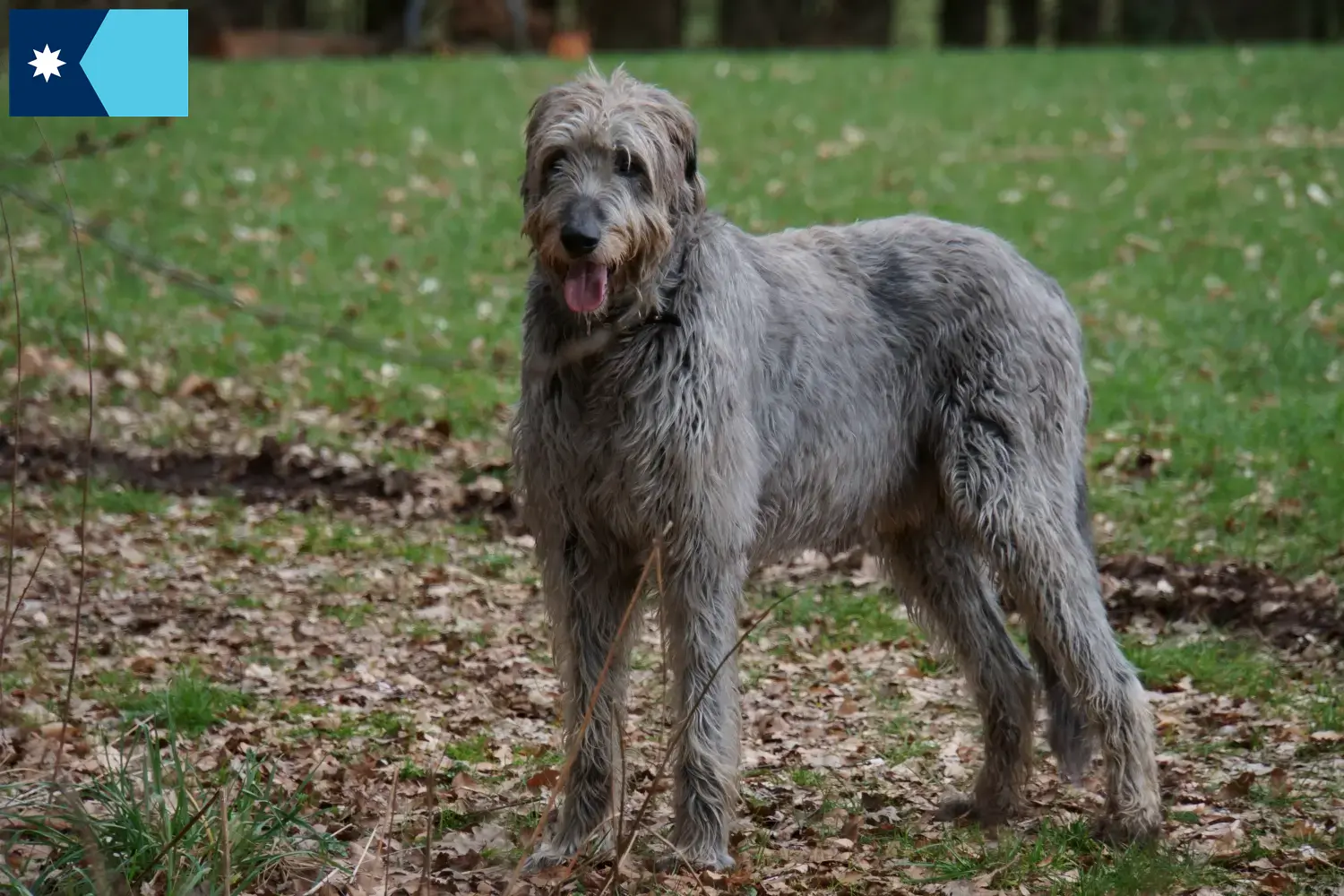 Irish Wolfhound puppies and breeders Minnesota Find Irish Wolfhounds breeders in Minnesota.