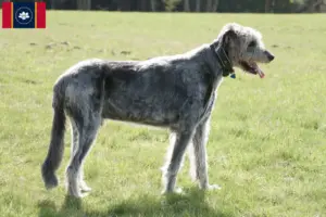 Read more about the article Irish Wolfhound breeders and puppies in Mississippi