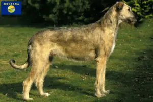 Read more about the article Irish Wolfhound breeders and puppies in Montana