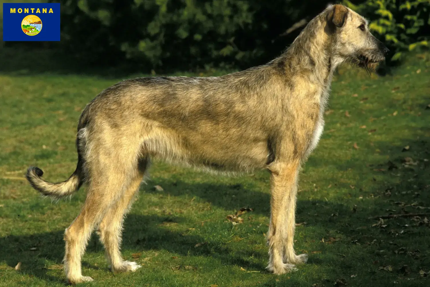 Irish Wolfhound puppies and breeders Montana Find Irish Wolfhounds breeders in Montana.