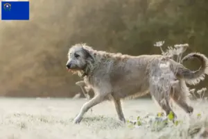Read more about the article Irish Wolfhound breeders and puppies in Nevada