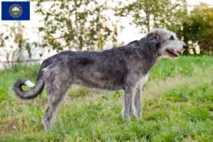 Read more about the article Irish Wolfhound Breeders and Puppies in New Hampshire