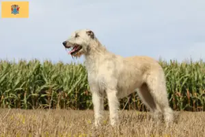 Read more about the article Irish Wolfhound breeders and puppies in New Jersey