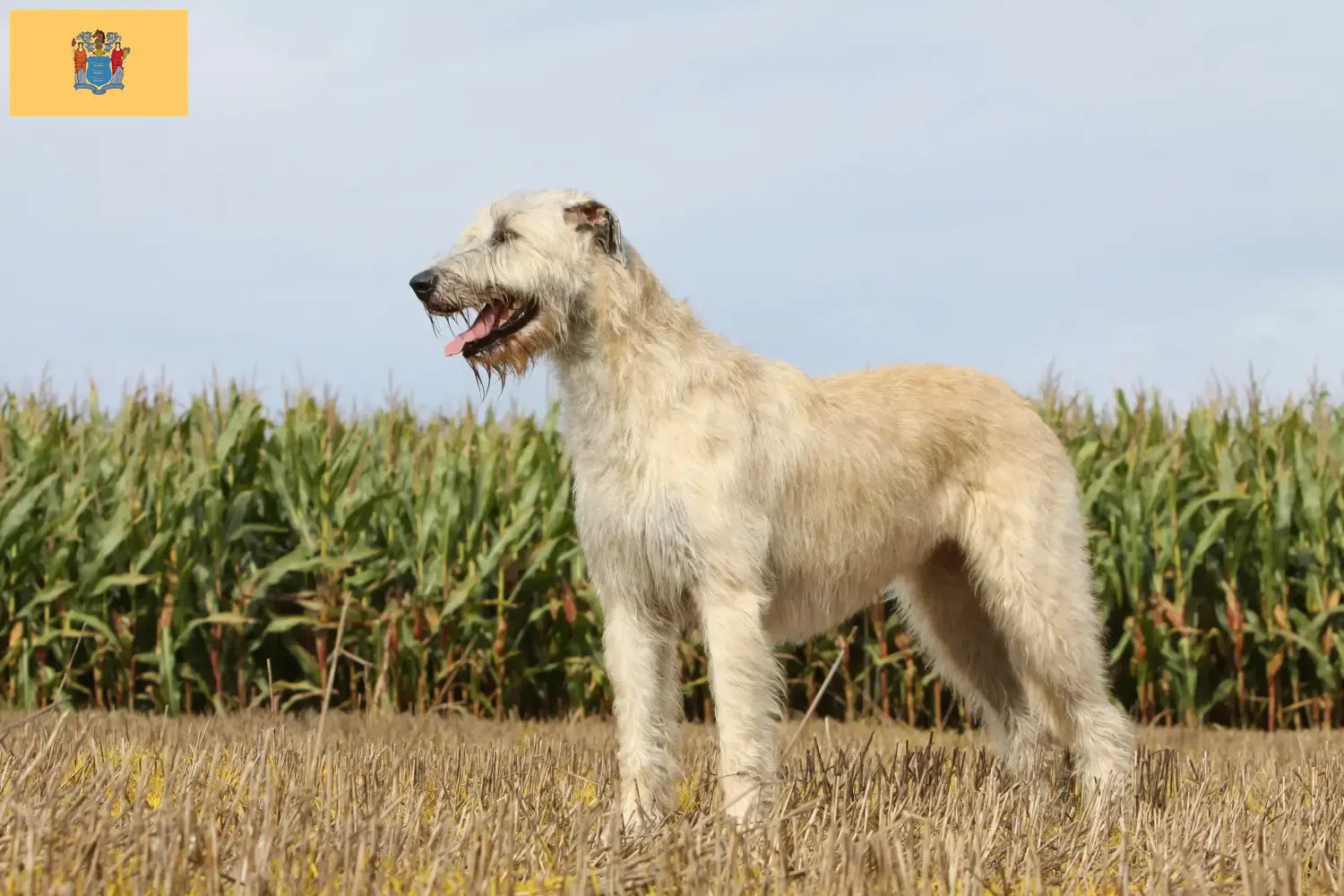 Irish Wolfhound puppies and breeders New Jersey Find Irish Wolfhounds breeders in New Jersey.