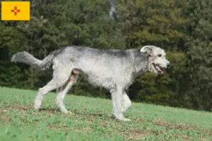 Read more about the article Irish Wolfhound Breeders and Puppies in New Mexico