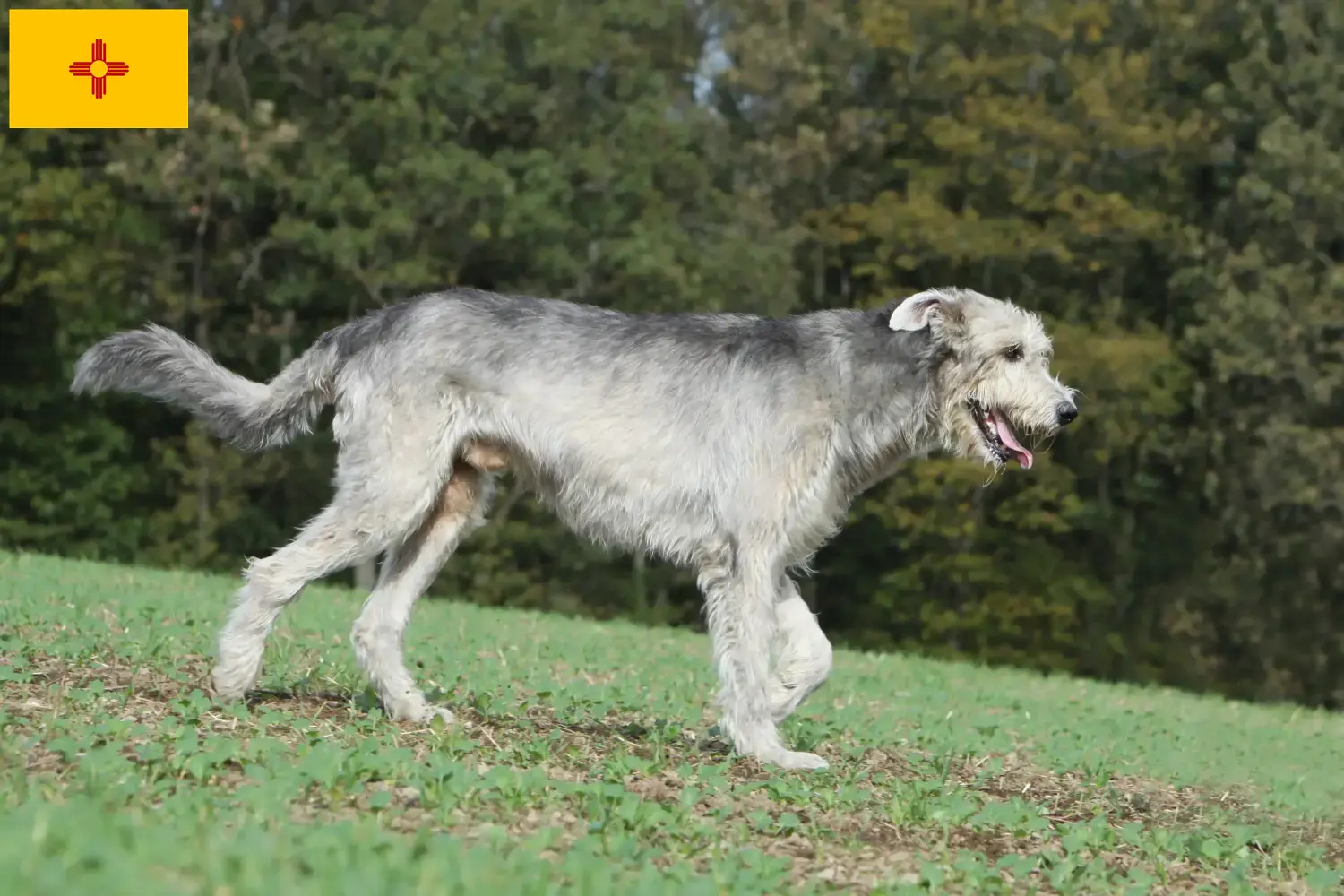 Irish Wolfhound puppies and breeders New Mexico Find Irish Wolfhounds breeders in New Mexico.