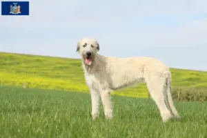 Read more about the article Irish Wolfhound breeders and puppies in New York
