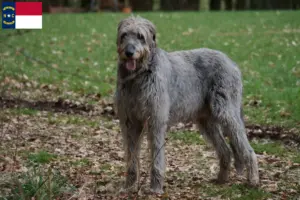 Read more about the article Irish Wolfhound breeders and puppies in North Carolina