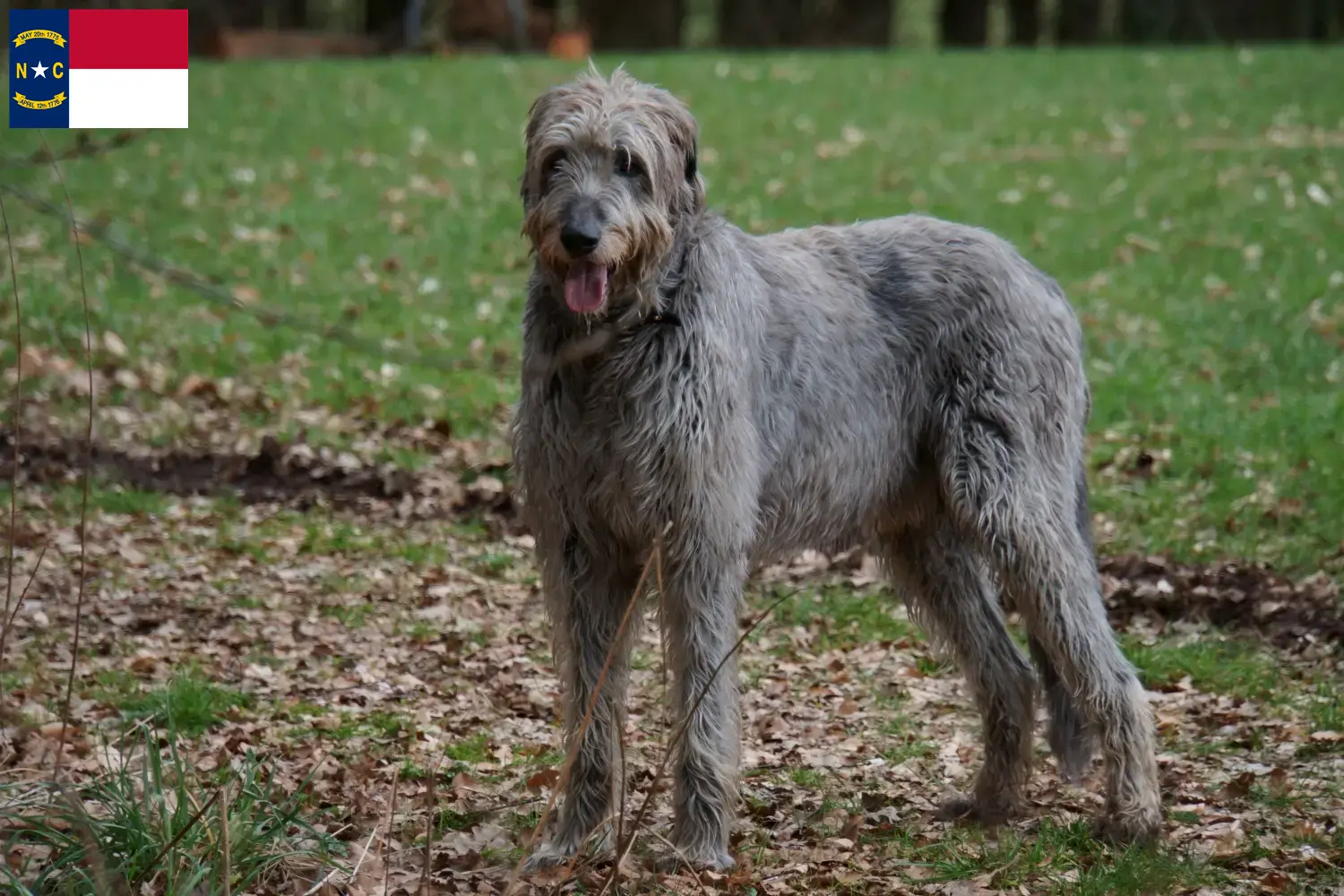 Irish Wolfhound puppies and breeders North Carolina Find Irish Wolfhounds breeders in North Carolina.