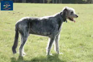 Read more about the article Irish Wolfhound breeders and puppies in North Dakota
