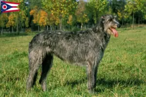 Read more about the article Irish Wolfhound breeders and puppies in Ohio