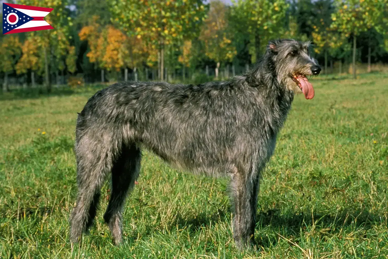 Irish Wolfhound puppies and breeders Ohio Find Irish Wolfhounds breeders in Ohio.