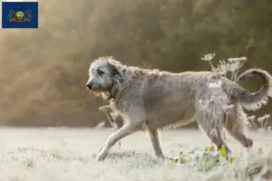 Read more about the article Irish Wolfhound breeders and puppies in Pennsylvania