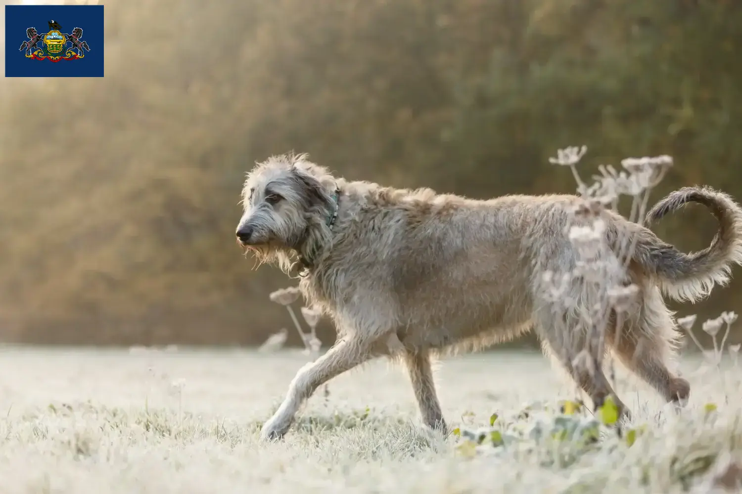 Irish Wolfhound puppies and breeders Pennsylvania Find Irish Wolfhounds breeders in Pennsylvania.