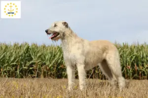Read more about the article Irish Wolfhound breeders and puppies in Rhode Island